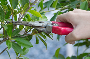 Prune Bush