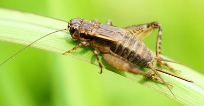 House Cricket
