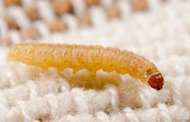 FABRIC PEST ID : Fabric Pest Identification : Identify Fabric Pest ...