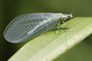 Lacewing