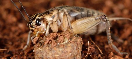 Corky's Cricket Identification