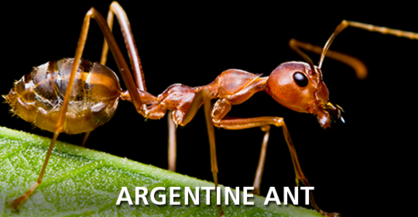 Argentine Ant