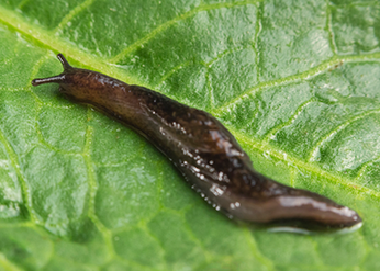 Greenhouse Slug