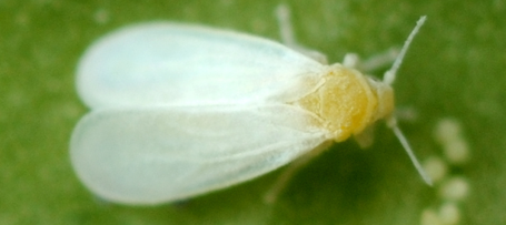 Corky's White Fly Identification