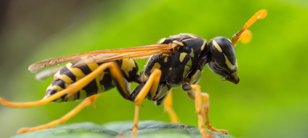 Yellow Jacket Wasps