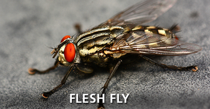 Flesh Fly