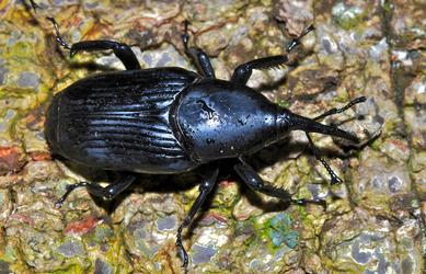 South American Palm Weevil Identification