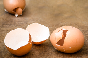 Egg Shells