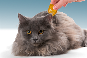 Corky's DIY Flea Control Service