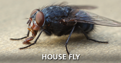 House Fly