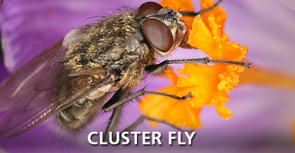 Cluster Fly