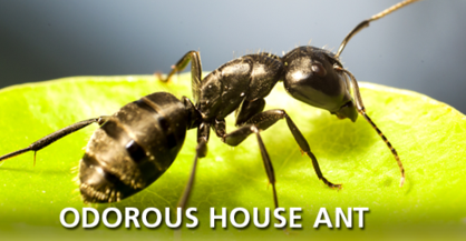 Odorous House Ant