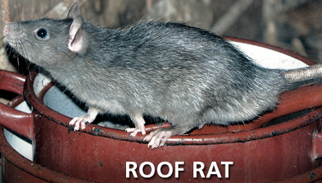 Roof Rat