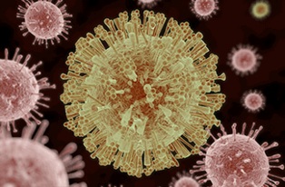 Aedes Mosquito Virus
