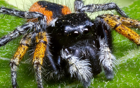 Red-Back Jumping Spider