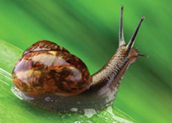 Brown Garden Snail