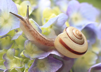 White Garden Snail