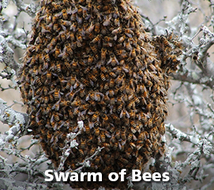 Swarm of Bees