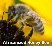 Africanized Honey Bee