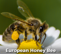 European Honey Bee