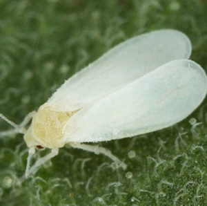 whitefly-img