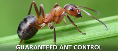 Guarranteed Ant Control