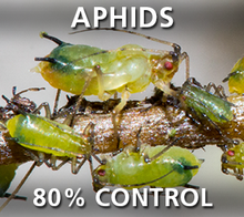 Corky's Aphids Pest Control