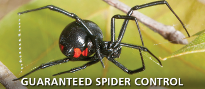 Guarranteed Spider Control