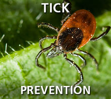 Tick Prevention