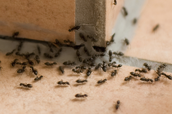 Wondering why there are ants in your kitchen?