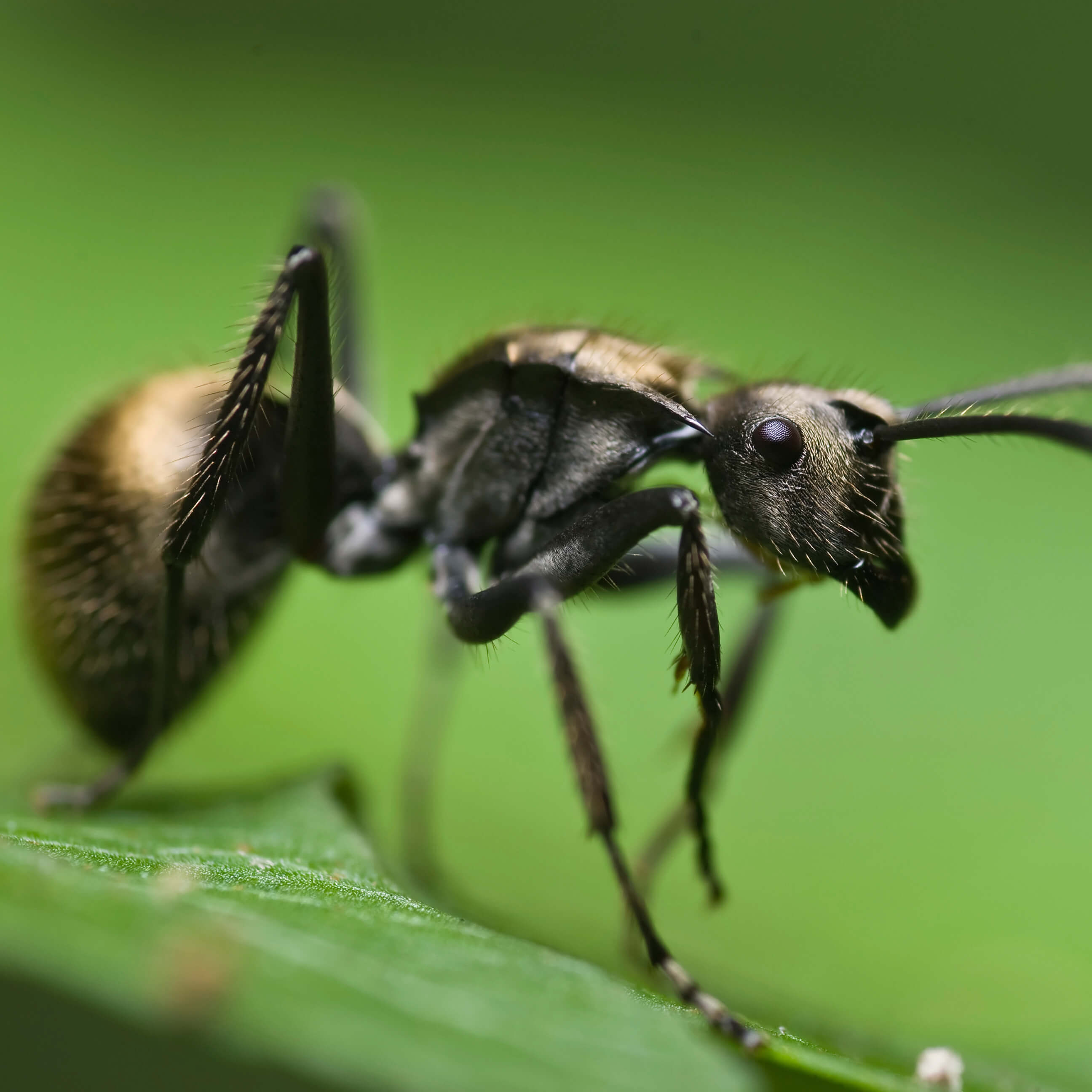 Stinging Insect Identification Chart