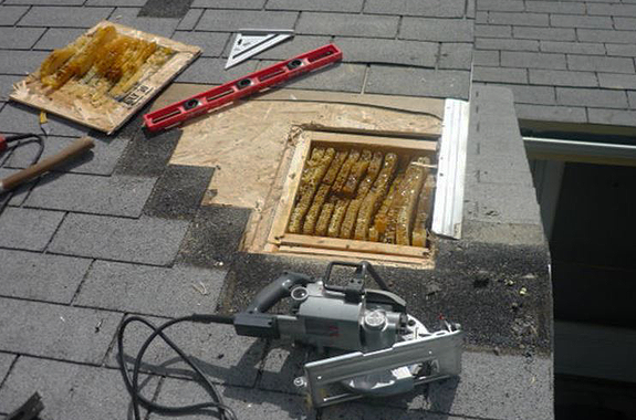 Bee Repair and Proofing