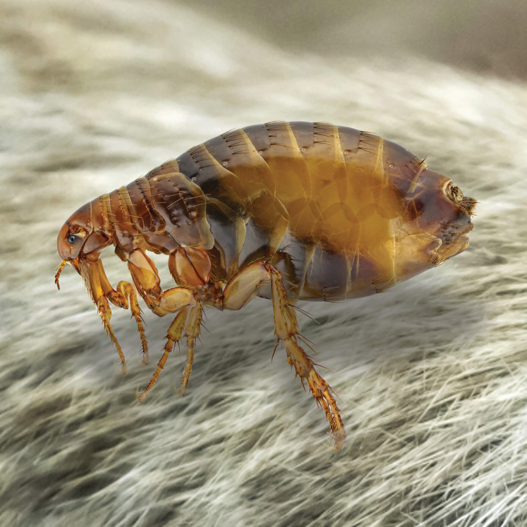 PEST IDENTIFICATION I PEST ID I PEST EDUCATION I Corky's Pest Control I