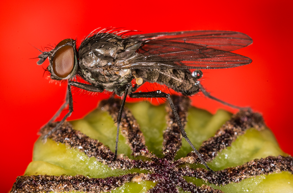 FRUIT FLY IDENTIFICATION