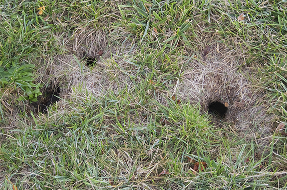 ground squirrels san diego