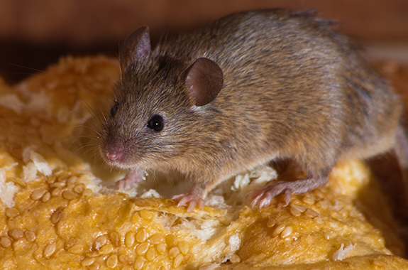 mice san diego