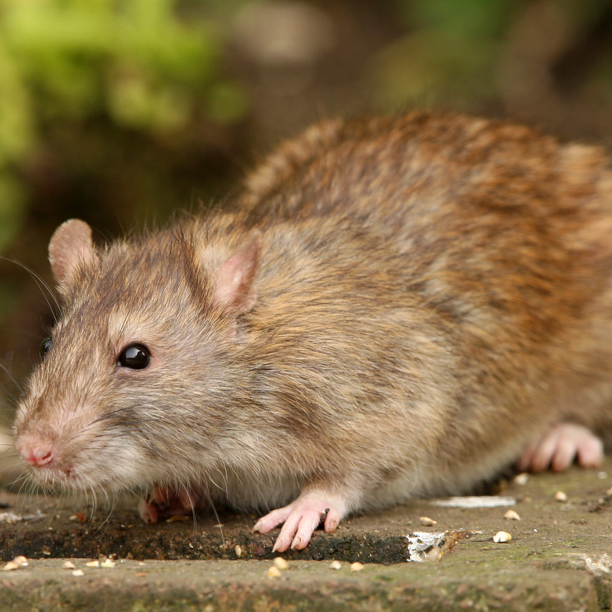 PEST IDENTIFICATION I PEST ID I PEST EDUCATION I Corky's Pest Control I