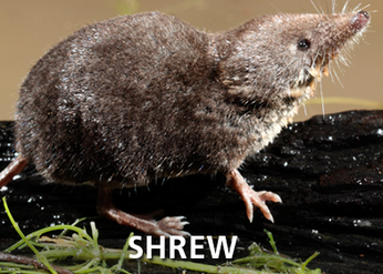 Shrews