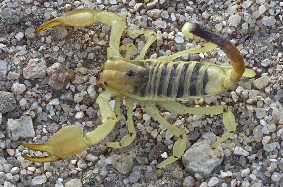 ants san diego