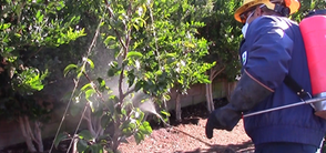 Corky's Landscape Treatment