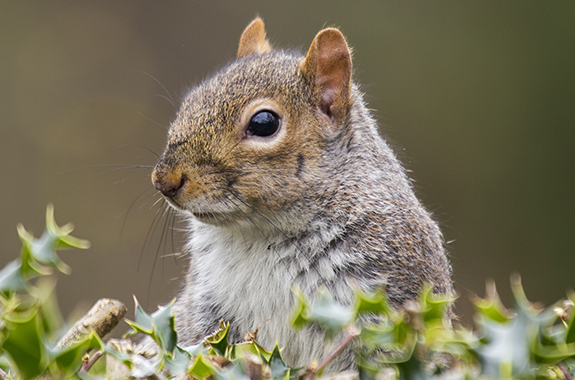 Corky's Rodent Identification