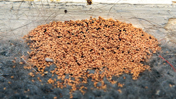 Corky's Termite Subterrannean Termite Treatment