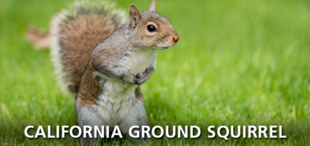 CALIFORNIA GROUND SQUIRRELS