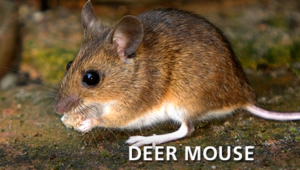 deer mouse eating