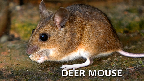 Deer Mouse