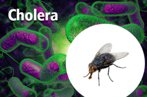 Fly Cholera
