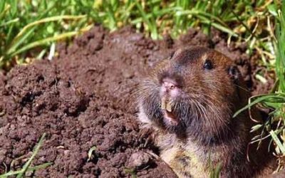 Gopher Insect Gopher Identification Guide | Corky’s Pest Control