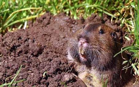 Gopher identification