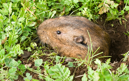 Corky's Pest Gophers