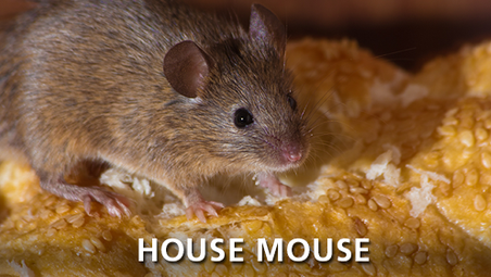 House Mouse